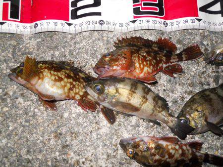 夕方～エビ撒き釣りのメバル調査