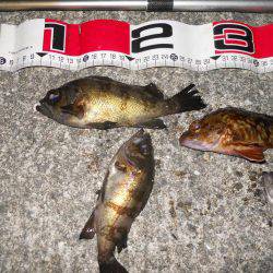 半夜でエビ撒き釣りのメバル調査