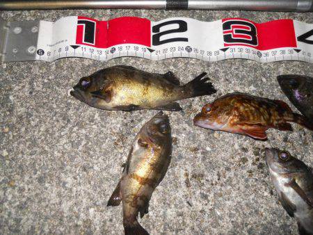 半夜でエビ撒き釣りのメバル調査