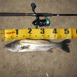 アフターシーバス?ゲット