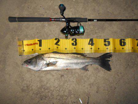 アフターシーバス?ゲット