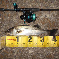 ボトム攻めでシーバスゲット