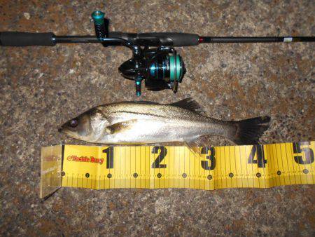 ボトム攻めでシーバスゲット