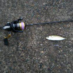 アジング  メバリング？