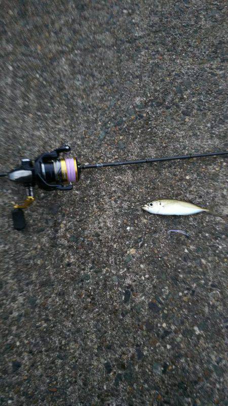 アジング  メバリング？