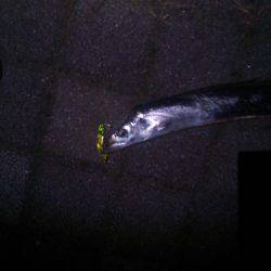 太刀魚は元気！