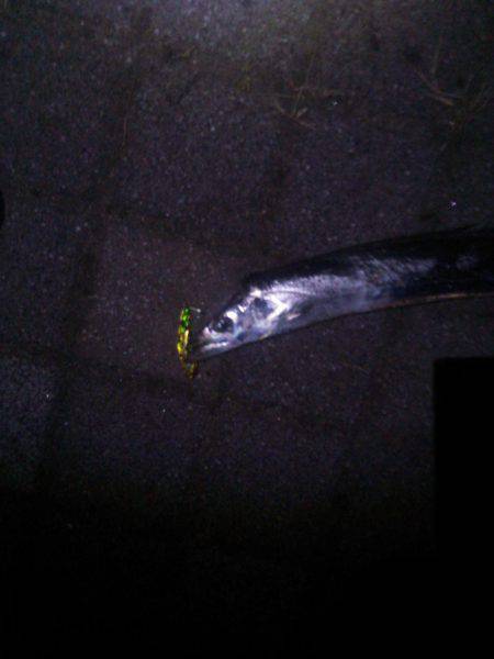 太刀魚は元気！