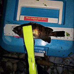 大きいメバルはお留守番です