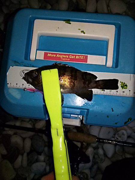 大きいメバルはお留守番です