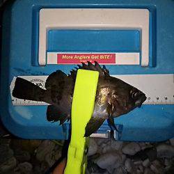 ちょこっとメバリング