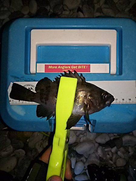 ちょこっとメバリング