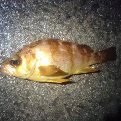 ヤリイカの合間に