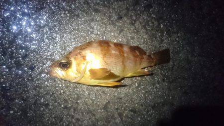 ヤリイカの合間に