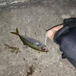 ジグヘッド、テキサスで南芦屋浜！