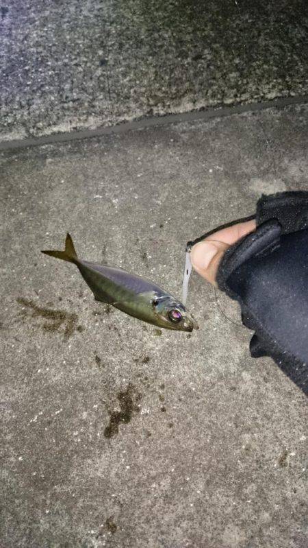 ジグヘッド、テキサスで南芦屋浜！