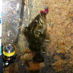 尺タケノコメバル！