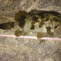 南芦屋浜タケノコメバルガシラ9匹！