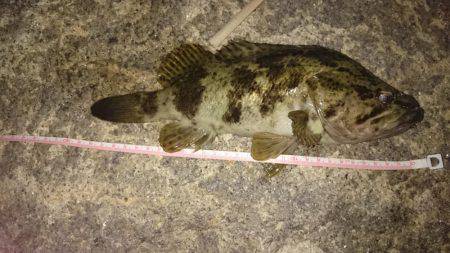 南芦屋浜タケノコメバルガシラ9匹！