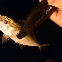 初釣りアジング