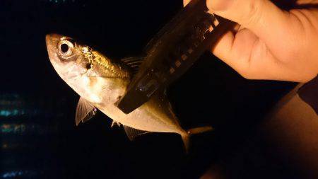 初釣りアジング