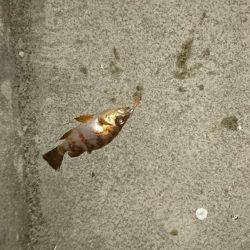 寒い中のメバリング