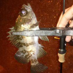 アジング釣行記