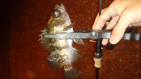 アジング釣行記