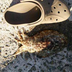 明けましておめでとうございます