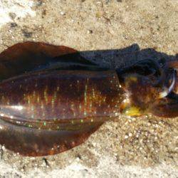 新年早々の投稿