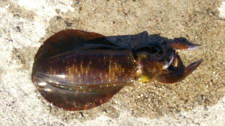 新年早々の投稿