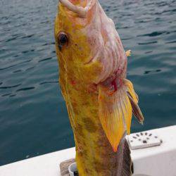 若狭湾ライトジギンgooー