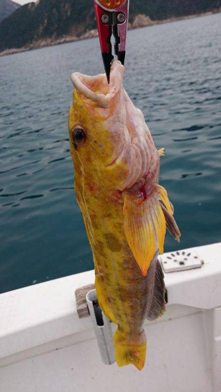 若狭湾ライトジギンgooー