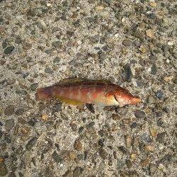 久しぶりの下津周辺釣行