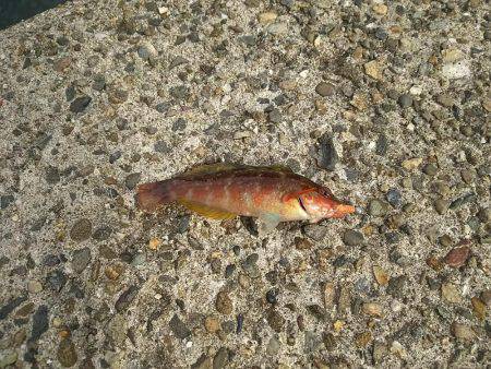 久しぶりの下津周辺釣行