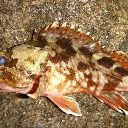 アジングラストチャンス。