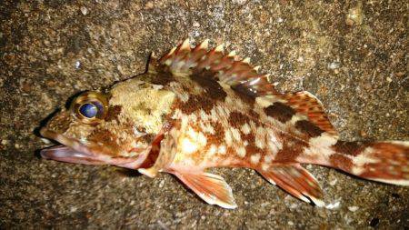 アジングラストチャンス。