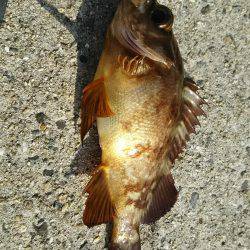 日中にまったりと