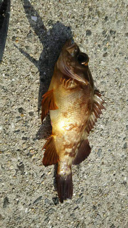 日中にまったりと