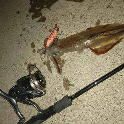 敦賀ヤリイカ開幕?