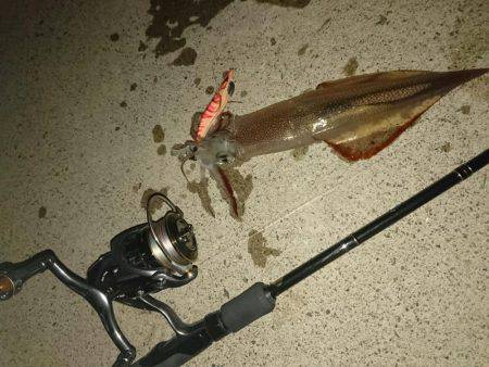 敦賀ヤリイカ開幕?