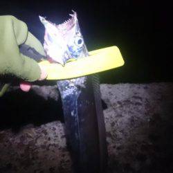 かなり減りました2