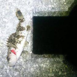 ヘタッピかな？