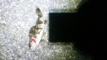 ヘタッピかな？