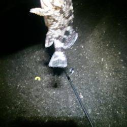 極寒メバリング