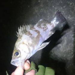 極寒メバリング