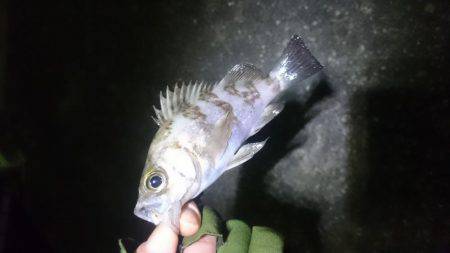 極寒メバリング