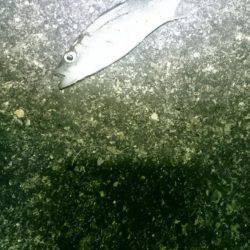 渋かったです。