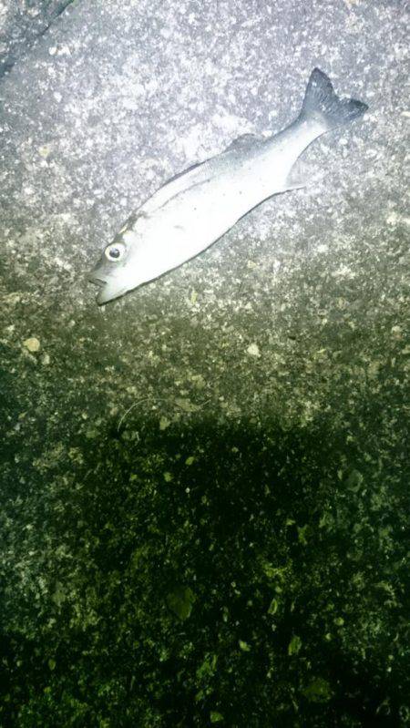 渋かったです。