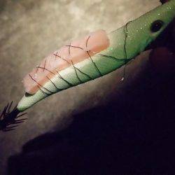 今年初釣果はヤリイカ