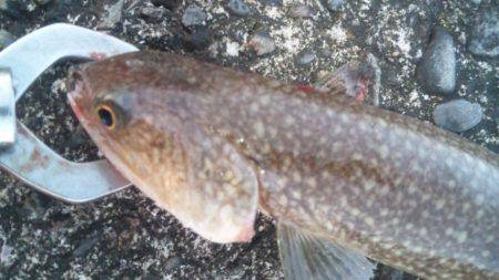 ショアジギング釣行